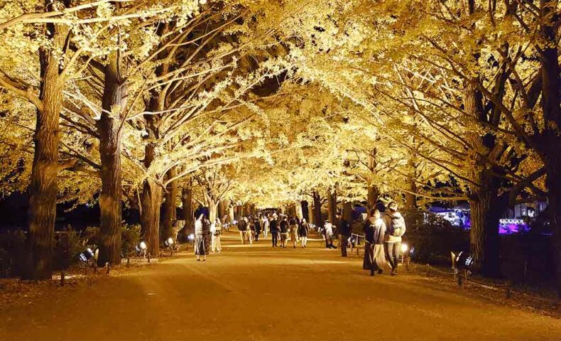 Ginko trees at Showa Kinen Park